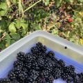 Picking blackberries with @wordridden.