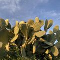 Cactus moon. 🌵🌙