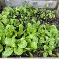 First lettuce harvest of the season. 🥬