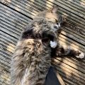 Sharing some dappled shade on the deck with not-my-cat.