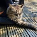 Sharing some dappled shade on the deck with not-my-cat.