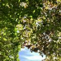 Reclining under a canopy of green.