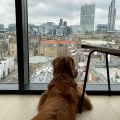 London is safe under the watchful gaze of Cider.