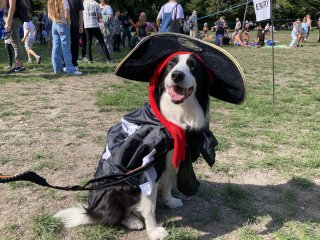 A beautiful black and white collie dressed as a pirate with a cape and a hat.