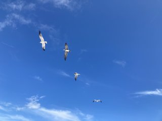 Four white birds with dark wingtips wheeling against a deep blue sky.