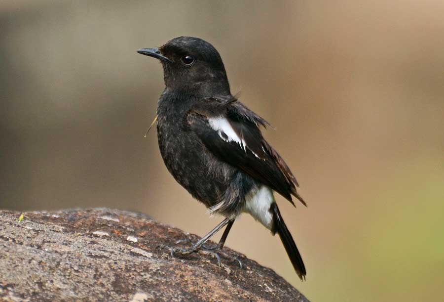 Gambar Burung Decu Bagus