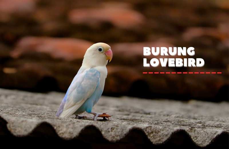 burung lovebird