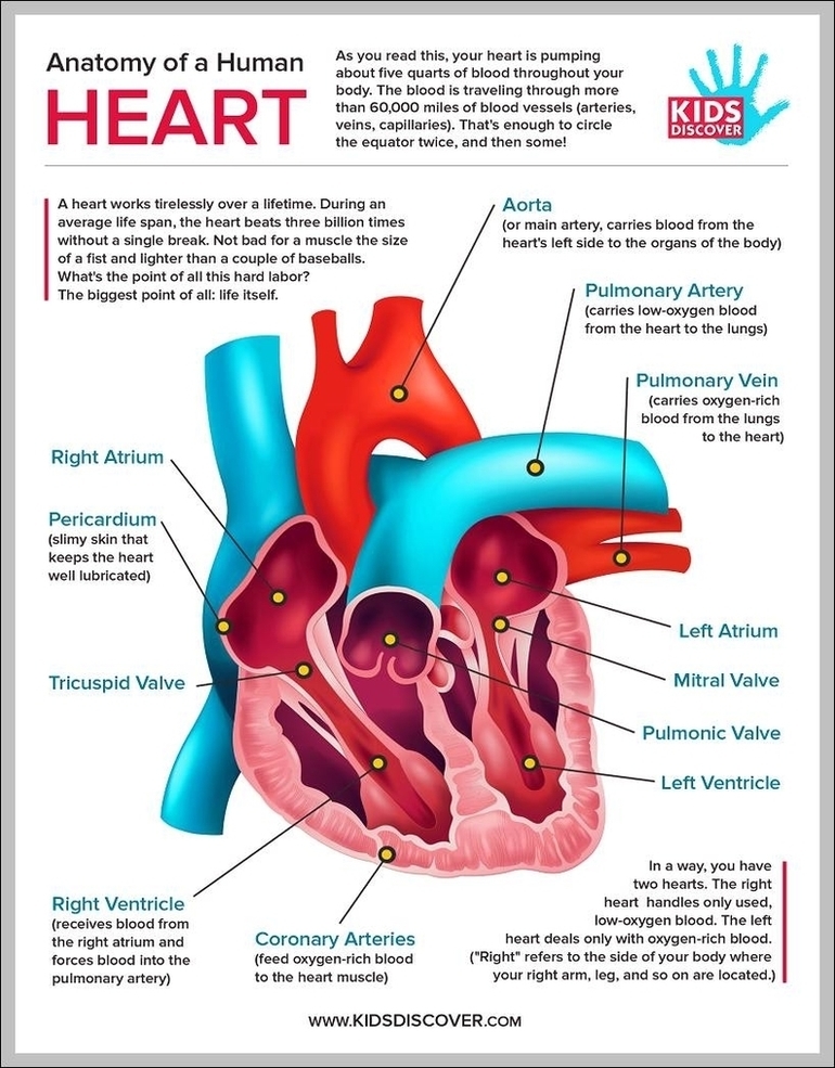 Human Heart Anatomy For Kids Image