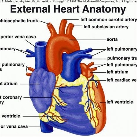 Human Heart Diagram 93