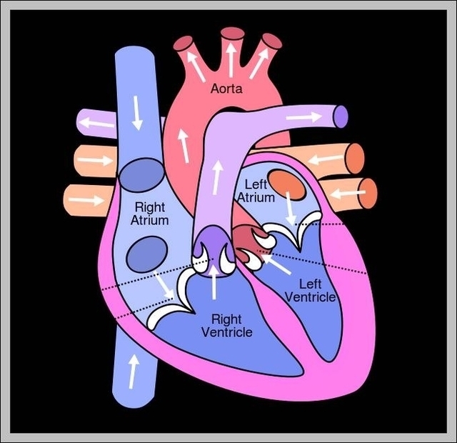 Images Of The Heart Image