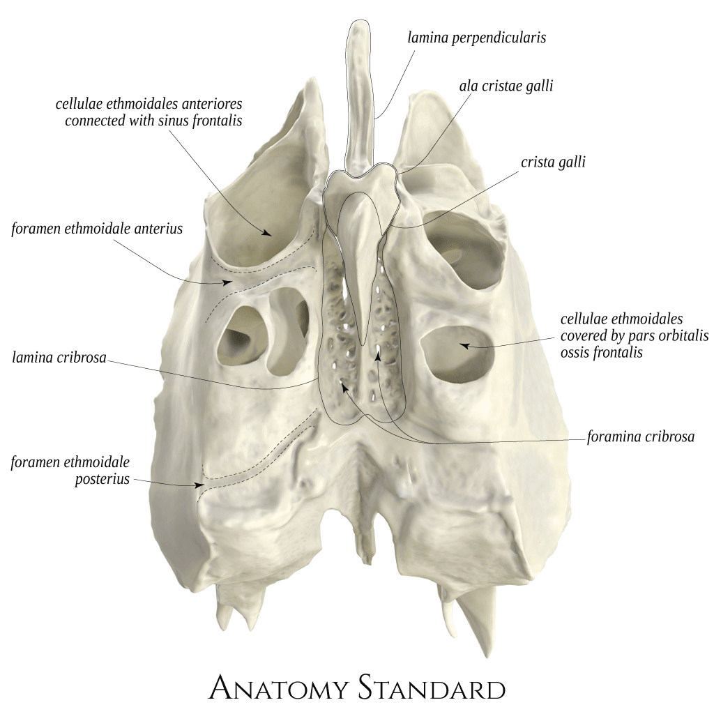 Anatomy Standard - Drawing Ethmoid bone: superior view - Latin labels ...