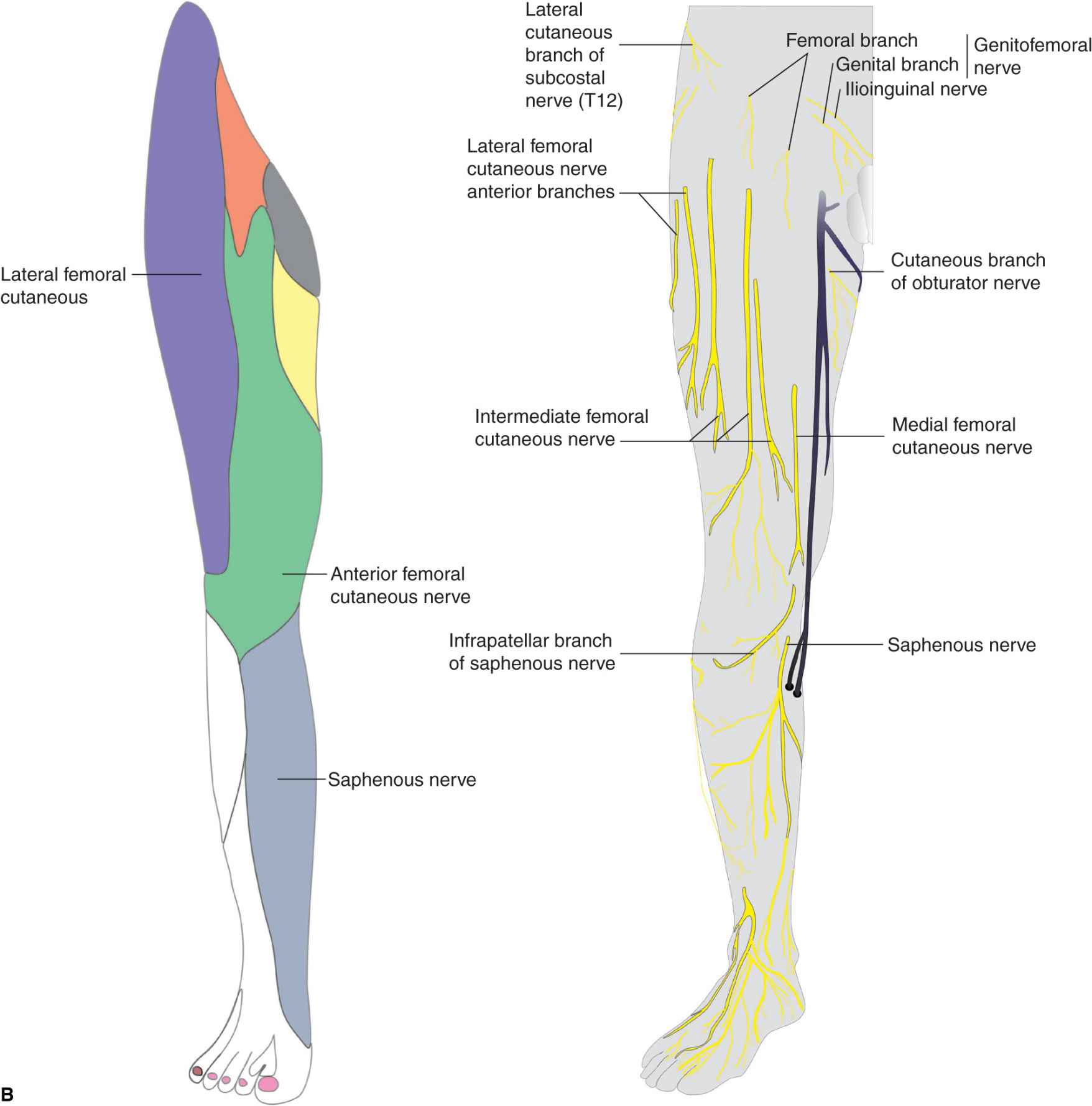 Anesthesia Of The Anterior Femoral Cutaneous Nerves For Total Knee ...