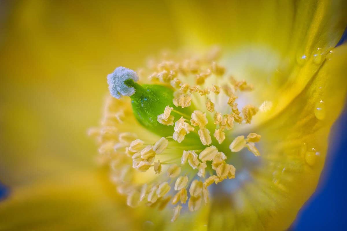 plant-beautiful-flower