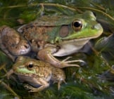 An Adult And Baby Bullfrog Sitting In A Pond Full Of Weeds. Photo By: (C) Cathykeifer Www.fotosearch.com