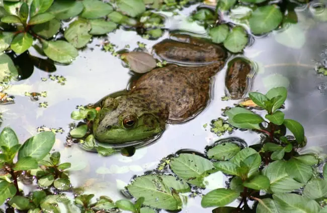 Bullfrog in a pond. Photo by: (c) sgarton www.fotosearch.com