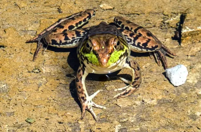 Bullfrog on the shore of the pond.