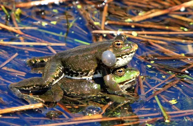 Bullfrogs mating.