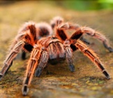 Tarantula In The Wild