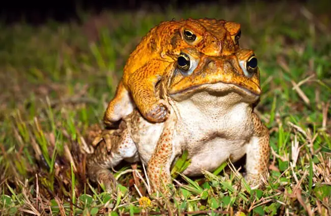 Cane Toads Eating