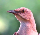 Mockingbird Selfie Photo By: Georgeb2 Https://Pixabay.com/Photos/Mockingbird-Close-Up-Songbird-2498130/ 