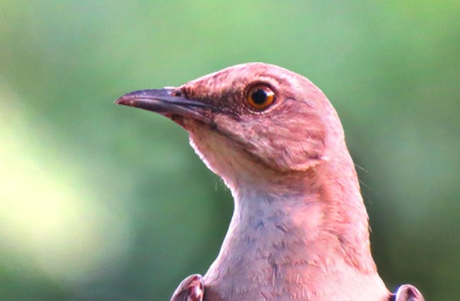 Mockingbird selfie Photo by: GeorgeB2 https://pixabay.com/photos/mockingbird-close-up-songbird-2498130/ 