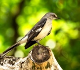 Mockingbird On A Tree Stump Photo By: Rick Pending Https://Pixabay.com/Photos/Mocking-Bird-Florida-Bird-Grey-2296056/ 