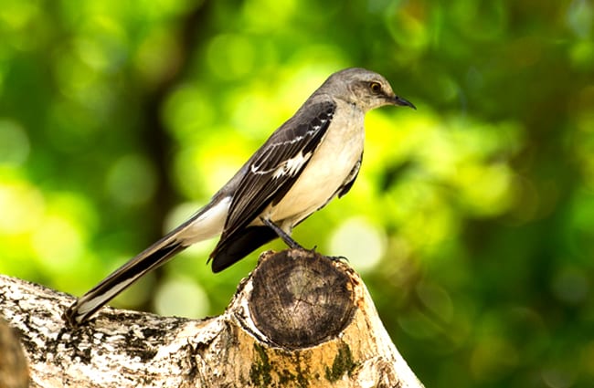 Mockingbird on a tree stump Photo by: Rick pending https://pixabay.com/photos/mocking-bird-florida-bird-grey-2296056/ 