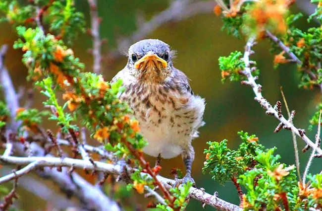 Baby Northern mockingbird Photo by: Renee Grayson https://creativecommons.org/licenses/by/2.0/ 