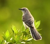 Portrait Of A Beautiful Mockingbirdphoto By: Skeezehttps://Pixabay.com/Photos/Mockingbird-Bird-Perched-Wildlife-702804/