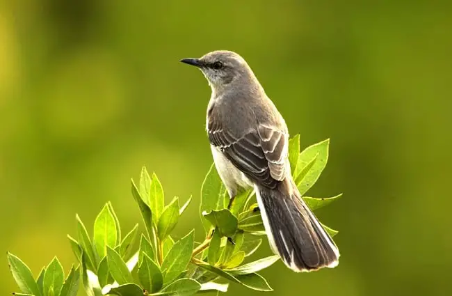 Portrait of a beautiful MockingbirdPhoto by: skeezehttps://pixabay.com/photos/mockingbird-bird-perched-wildlife-702804/