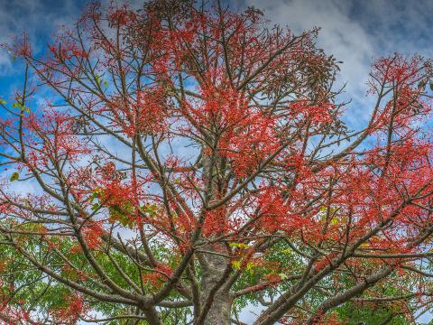 Illawarra Flame Tree