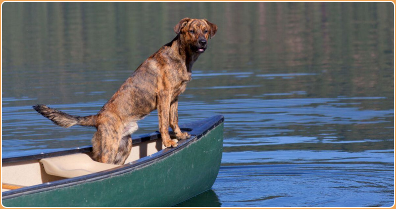 Plott Hound