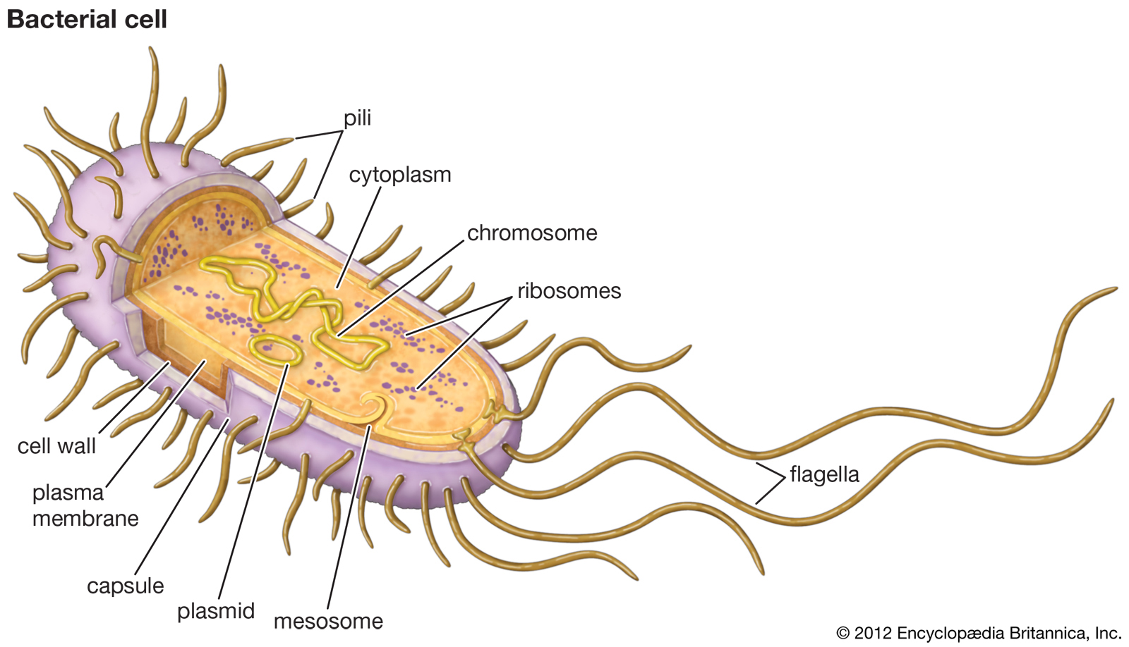 Pengertian Archaebacteria Dan Eubacteria Beserta Ciri - vrogue.co