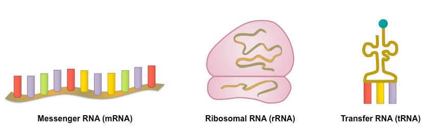 Macam Macam Dan Fungsi Rna Struktur Rna Dan Jenis Rna - vrogue.co