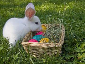 Bunny snuffing in the Easter basket puzzle online from photo