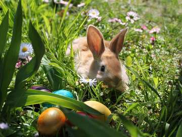 Easter bunny with eggs on a spring meadow online puzzle