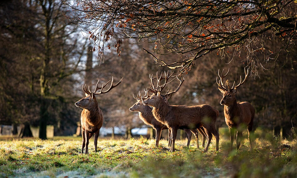 studley venison 