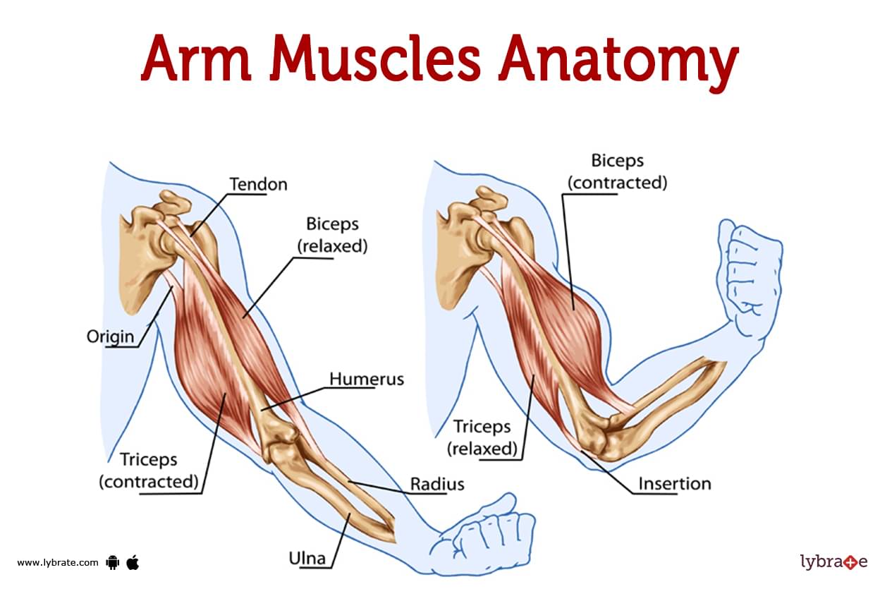 Tricep Muscle Anatomy