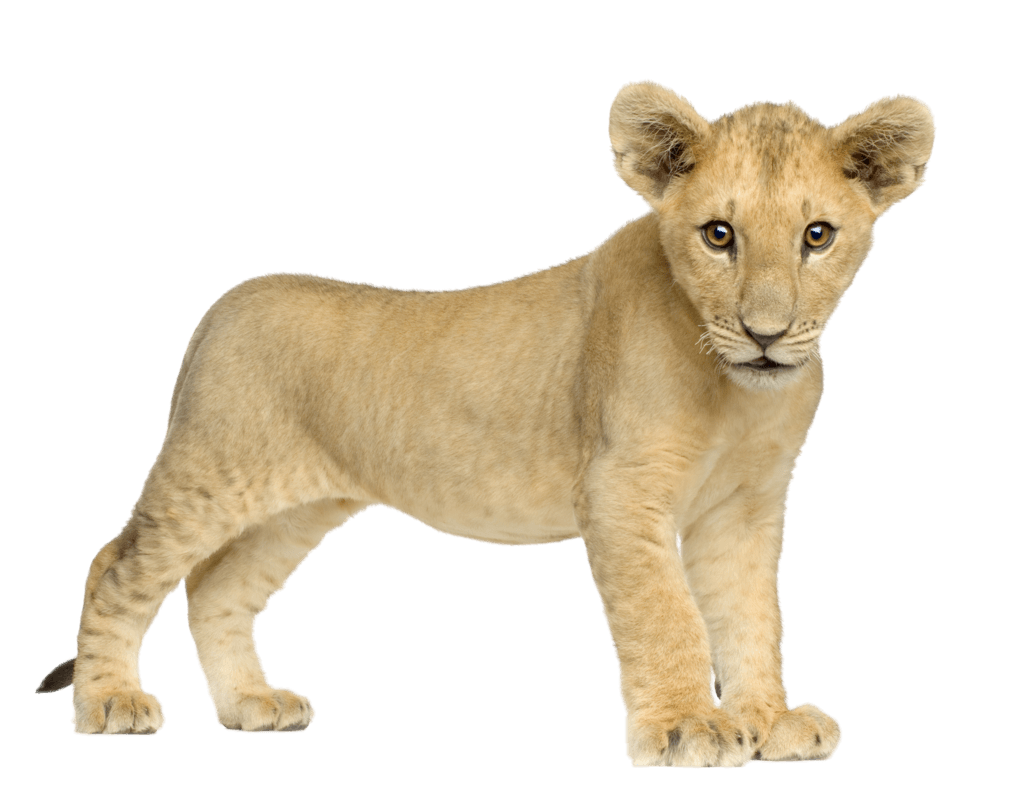 Baby Lion Front transparent PNG - StickPNG