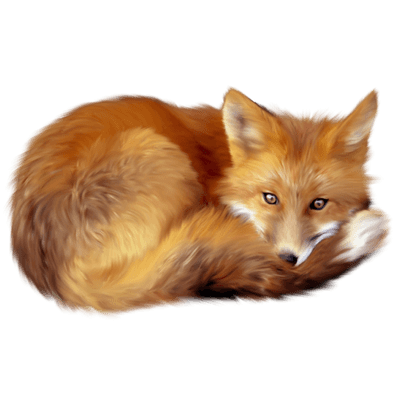 Renard Couché