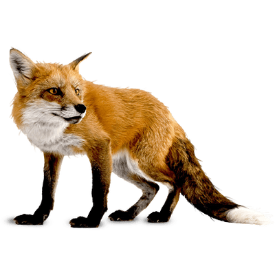 Renard regard vers la droite