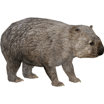 Common Wombat