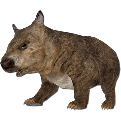 Hairy Nosed Wombat