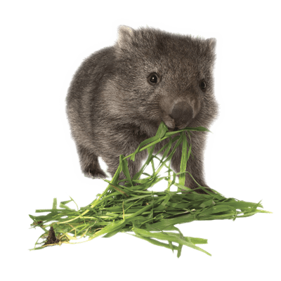 Wombat Eating Grass