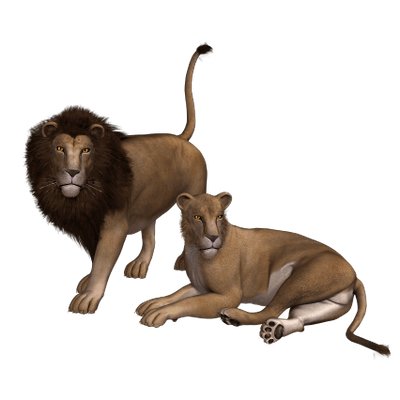 Lions transparent PNG images - StickPNG