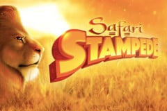 Safari Stampede