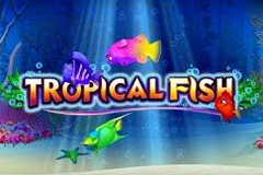 Tropical Fish