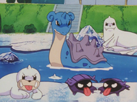 Pryce's Seel and Shellder (multiple)