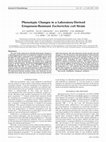 Research paper thumbnail of Phenotypic Changes in a Laboratory-Derived Ertapenem-Resistant Escherichia coli Strain