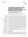 Research paper thumbnail of The Epigenetic Regulation in Plant Specialized Metabolism: DNA Methylation Limits Paclitaxel in vitro Biotechnological Production